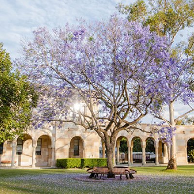 Jacaranda tree in front of UQ sandstone in The Great Court